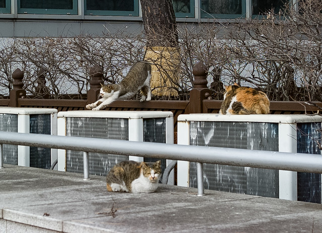 Stray Cat in Seoul
