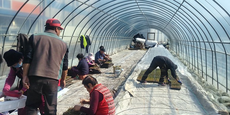 고추모종작업 | 온동네 식구들이 모여 한해 농사 시작하는 날