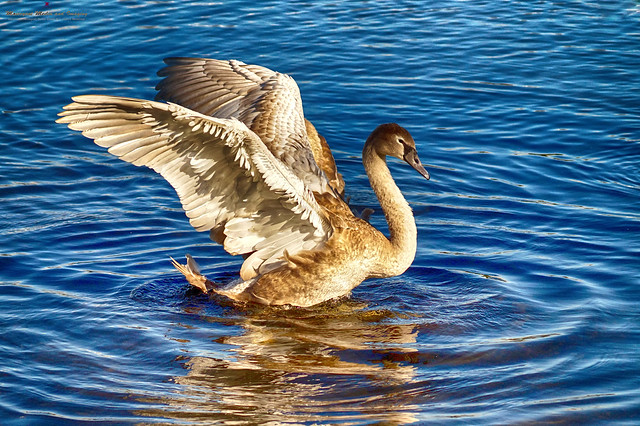 The dancing swan at Corbett lake