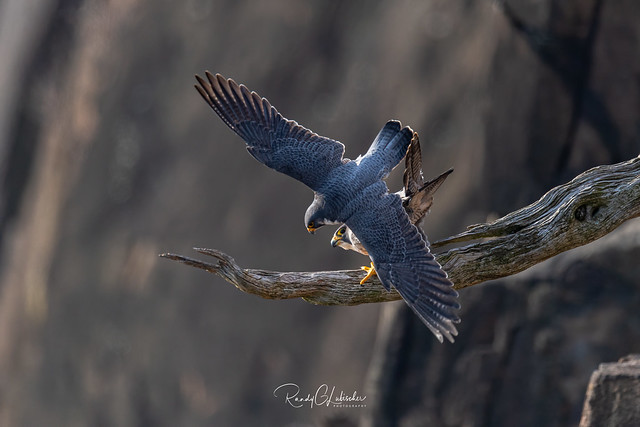 Peregrine Falcon - Falco peregrinus | 2020 - 2