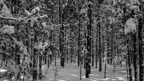 bw wood bois forest forêt winter hiver snow neige sun soleil cold froid saintgillesdelotbinière quebec chaudièreappalache nature