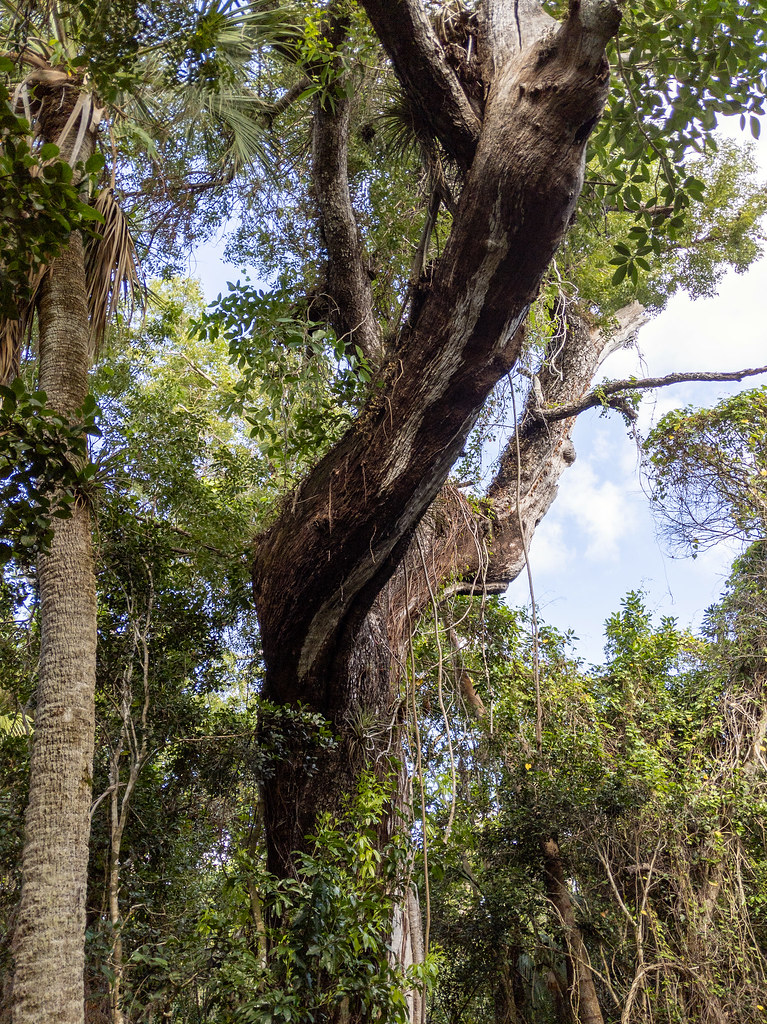 Mahogany Hammock Boardwalk Trail