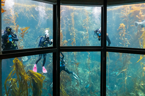 ca california monterey montereybayaquarium northamerica pacificgrove usa 202002089l8a1247 window washers tank scuba divers diving housework cleaning cleaners tanks