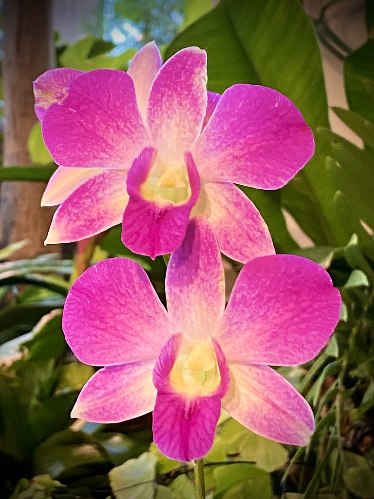 Brilliant Pink Orchids