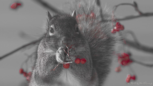 Petits fruits rouges - Écureuil gris - Gray squirrel, Québec, Canada - 5469