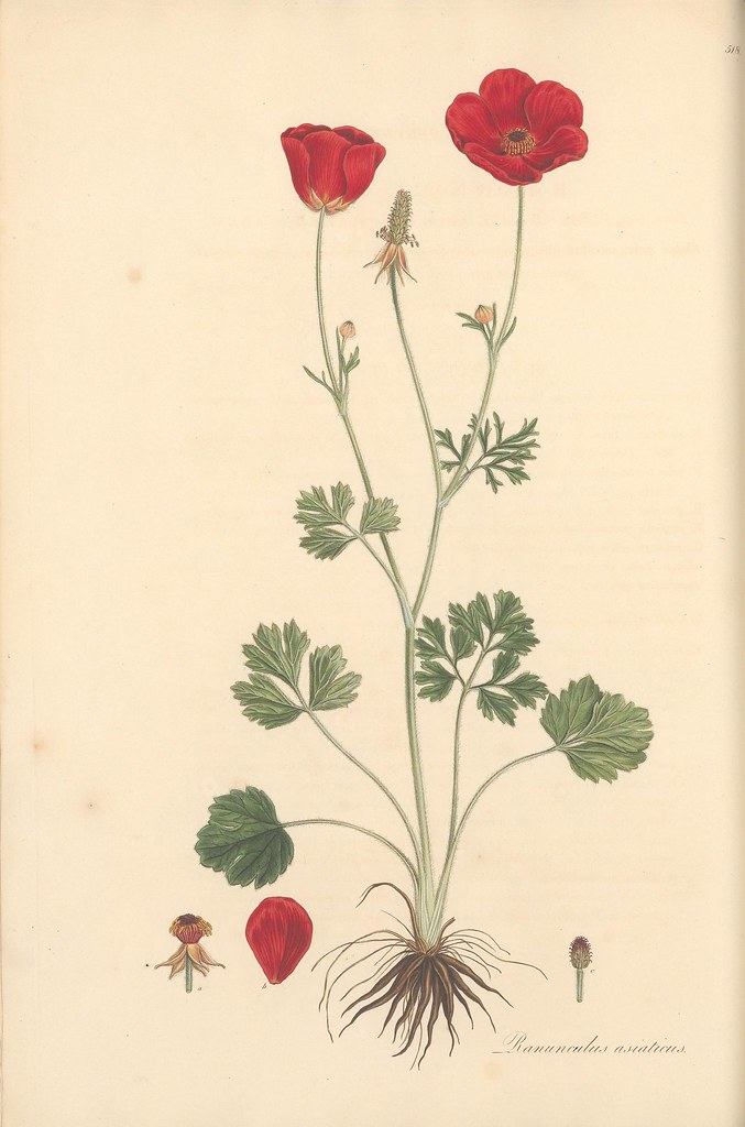 n57_w1150 | Flora Graeca, sive, Plantarum rariorum historia,… | Flickr