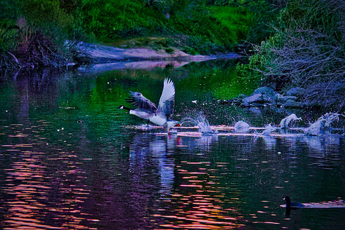 geese coot birds pond sunset steve wildlife landscape olympus omd birdsinflight