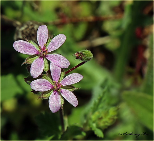 Stork's bill (Erodium cicutarium) Torrevieja, Spain | by tony_rea_2000