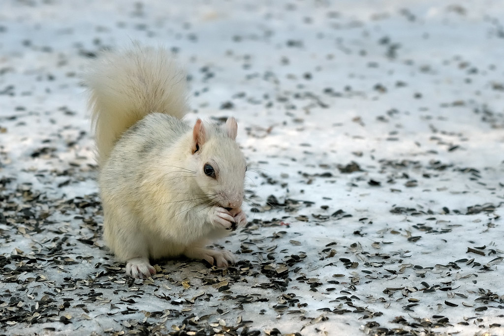 Écureuil gris de Caroline --- Eastern gray squirrel --- Ardilla gris de las Carolinas