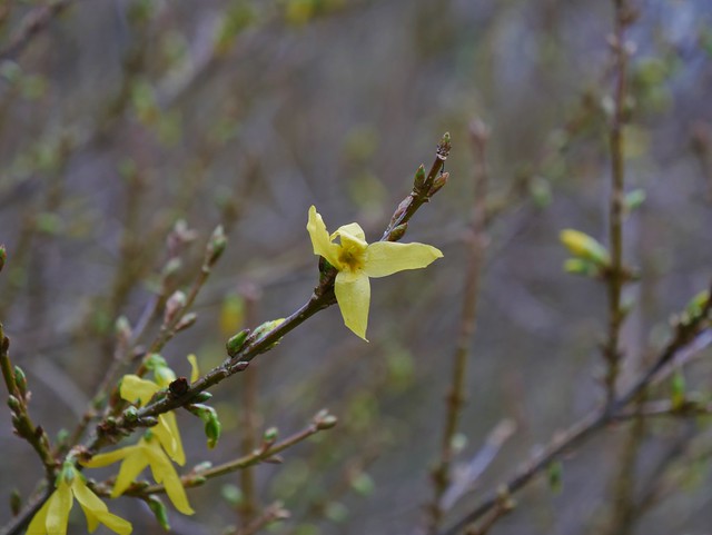 Forsythia flower.