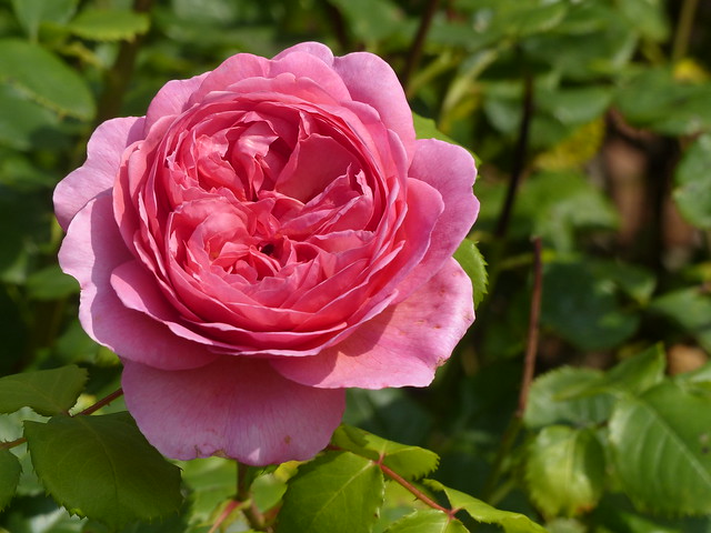 Rose at Bodnant Garden