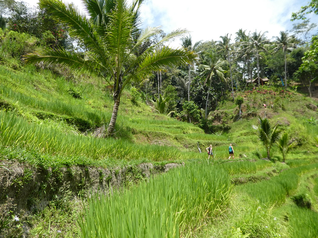 Tegallalang Rice Terraces near Ubud, Bali