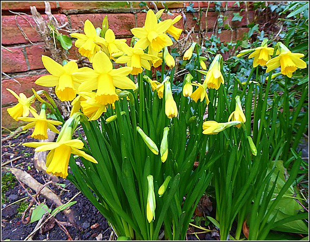 Miniature Daffodils...