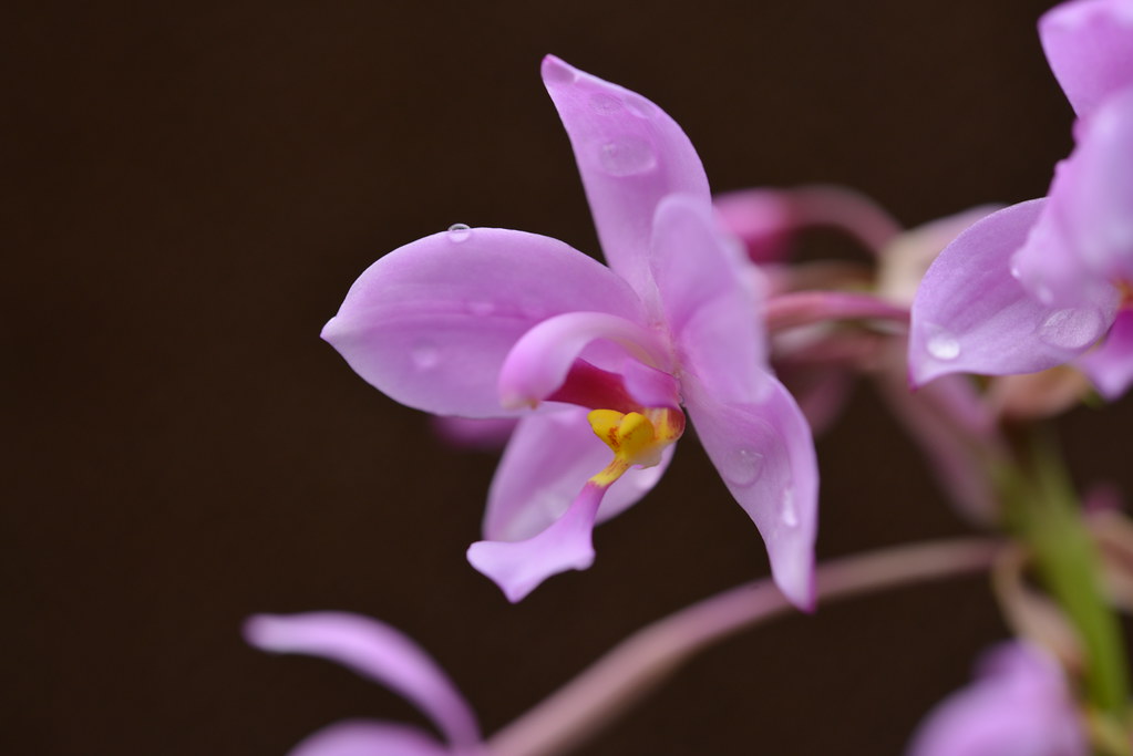 紫苞舌蘭原是蘭嶼常見的蘭花，性喜水，水芋田邊、溪邊常見其蹤影。攝影：李權裕