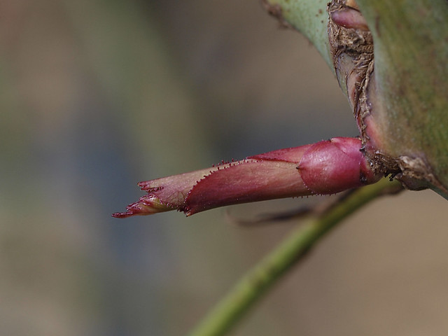 It wasn't spring yet due to the calendar, but at 12°C the roses were already putting forth leaf buds within February!