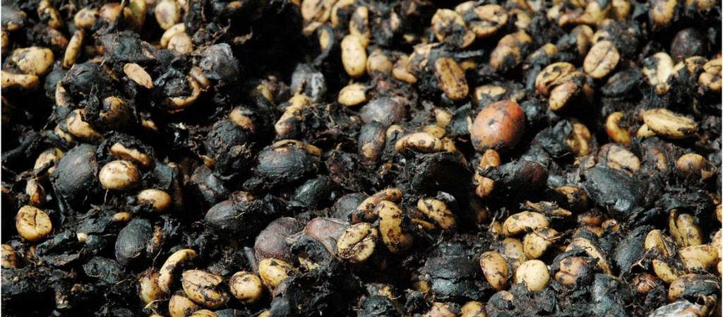 Recogida de granos de kopi luwak