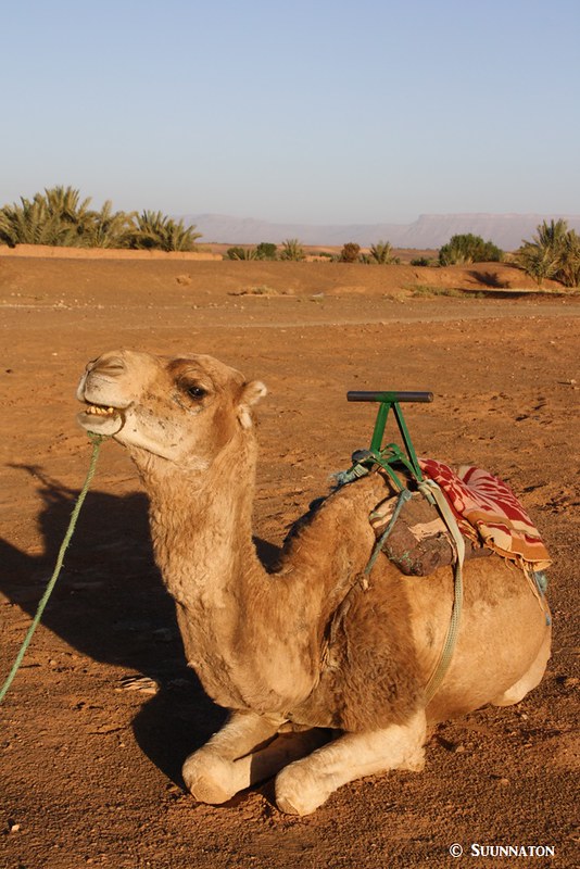 Kameli, Sahara, Marokko