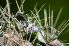 Gotas sobre cactus