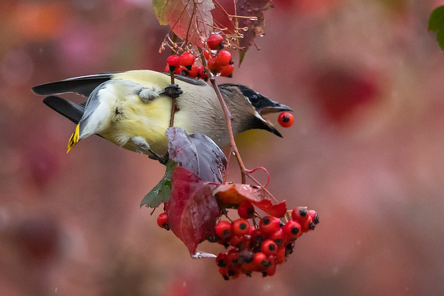 Cedar Waxwing with red berry (X9B_0447-1)