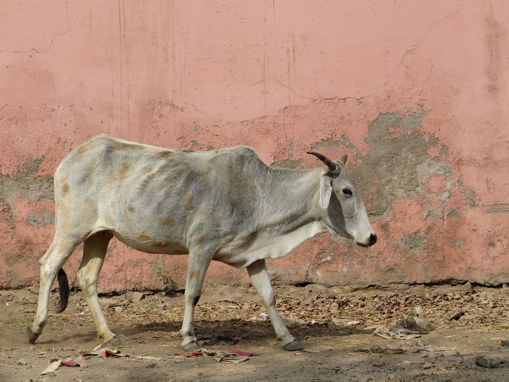 bundi 2017