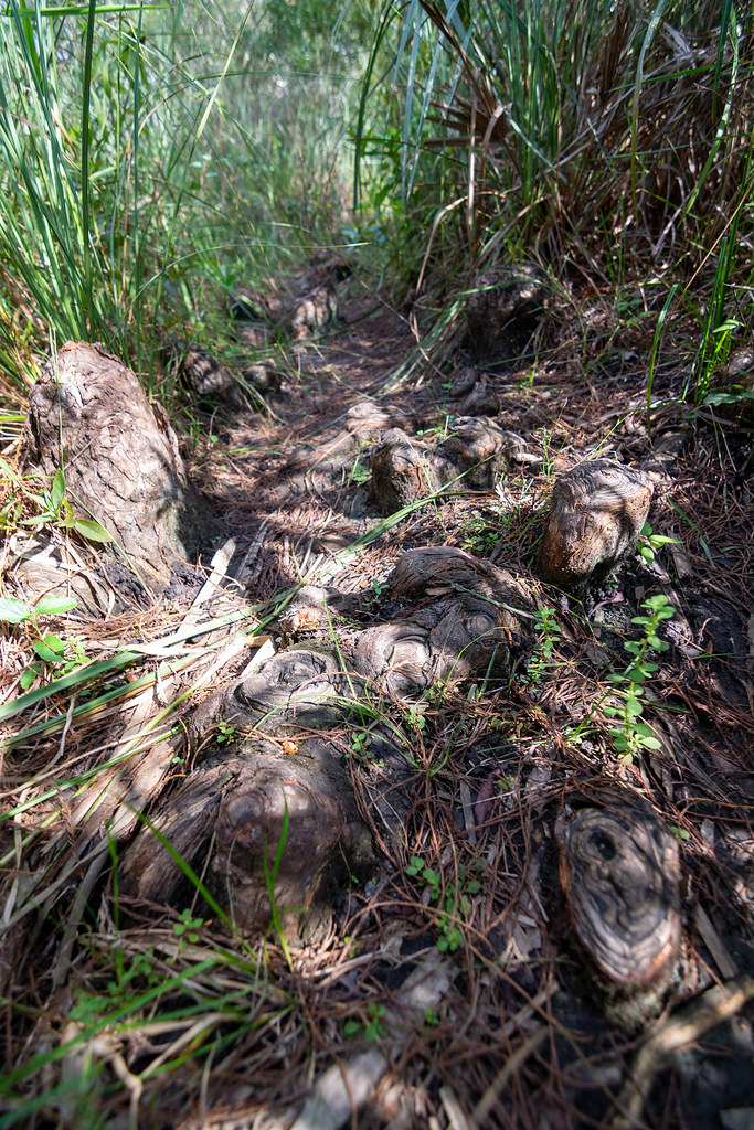 Gator Hook Trail