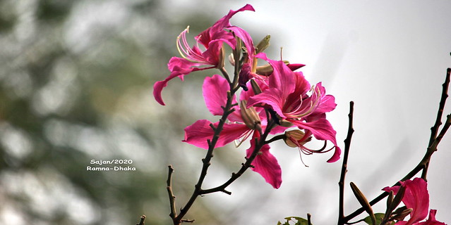 দেবকাঞ্চন ~Bauhinia variegata Hongkong orchid
