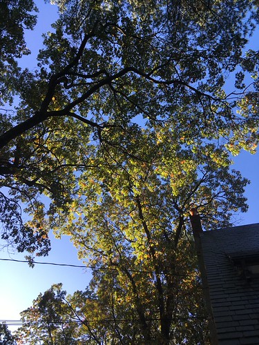LateOctoberOaks by tombrewster6154, Looking up at Oak Trees in their full autumnal glory in Weston, Massachusetts, on Friday morning, Oc