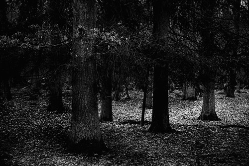 outdoor trees woodland wood forest landscape nature blackandwhite bw