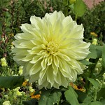 Wheaton, IL, Cantigny Park, Pale Yellow Dahlia Flower