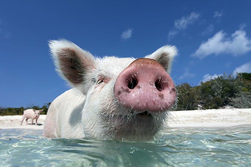 Pigs beach