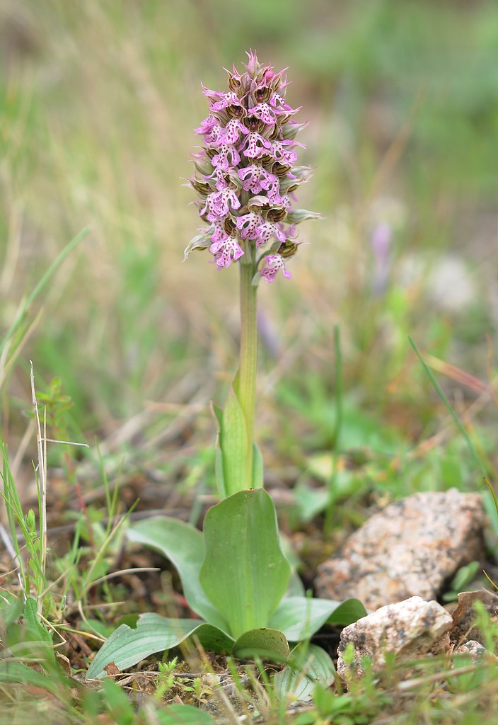 Milchweißes ('Korsisches') Knabenkraut, Neotinea lactea ('corsica')