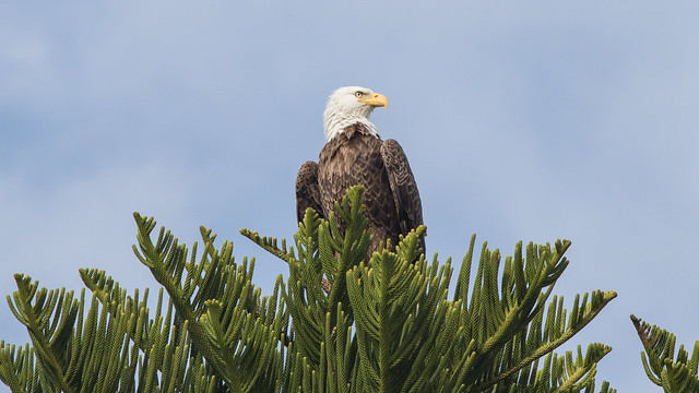 Bald Eagle in a Cook Island Pine