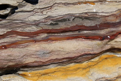 Triassic sedimentary rocks, Garie Formation or Bald Hill Claystone - Turimetta beach