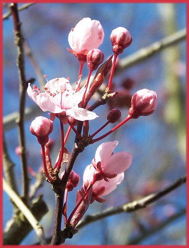 Cherry | by Bits On Twigs