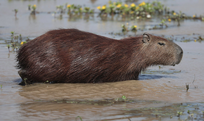 Capybara_Hydrochaeris hydrochaeris_Colombia_Ascanio_DZ3A1588