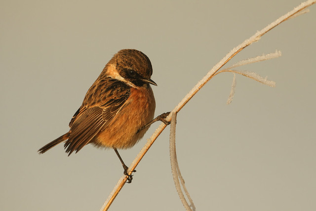 Stonechat, Saxicola rubicola, on a frosty morning.