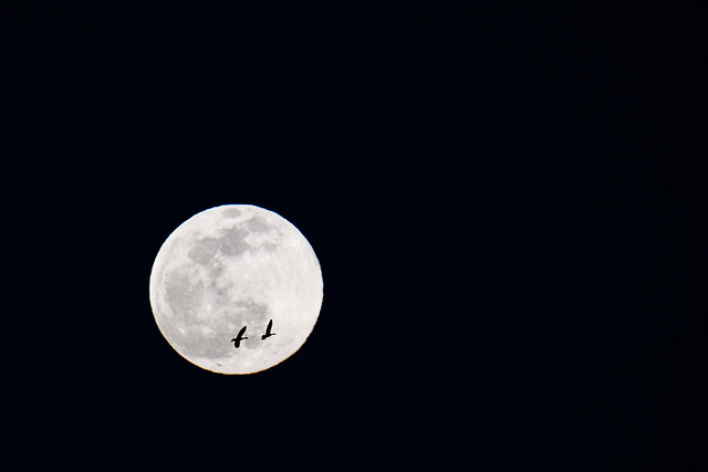 Tandem flight over the full moon (元宵比翼 月前雙飛)