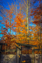 Herbstspaziergang #2 (Freiberger Stadtgeschichte im Stadtwald)