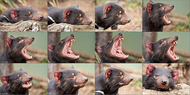 Portrait session with a Tasmanian Devil