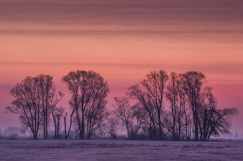 trees dawn sky colors