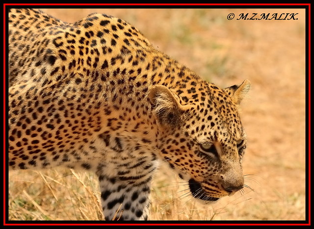 LEOPARD (Panthera pardus) ...MASAI MARA.....SEPT 2013