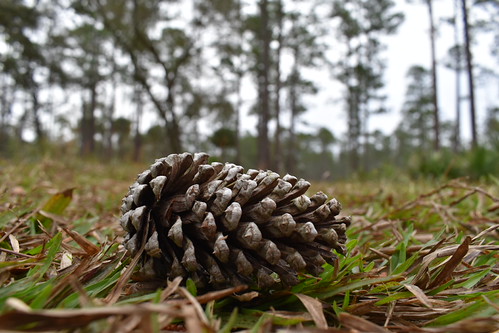 Pinecone | by JarieMame
