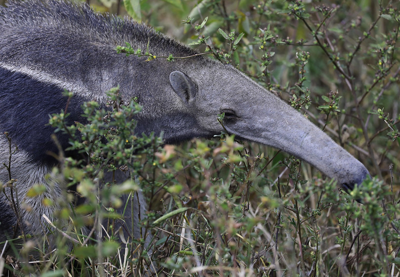 Giant Anteater_Myrmecophaga trydactyla_Ascanio_Colombia_DZ3A1777