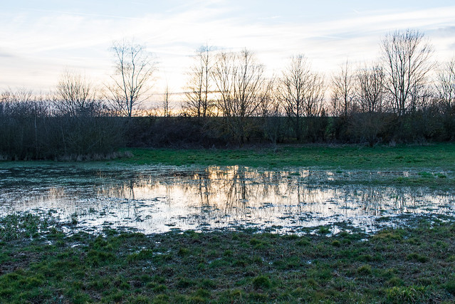 Reflexionen im Tümpel / Reflections in a pond