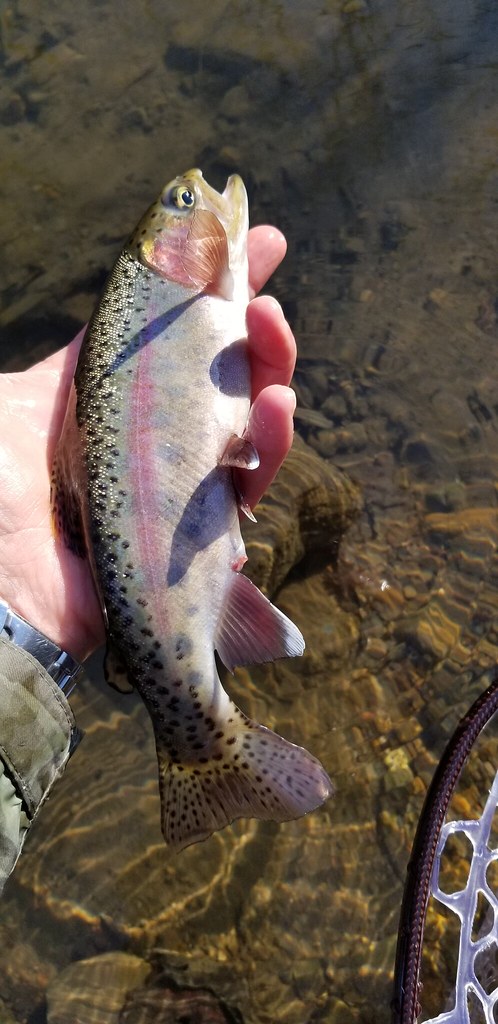 Stocked trout don't die  Pennsylvania Fly Fishing