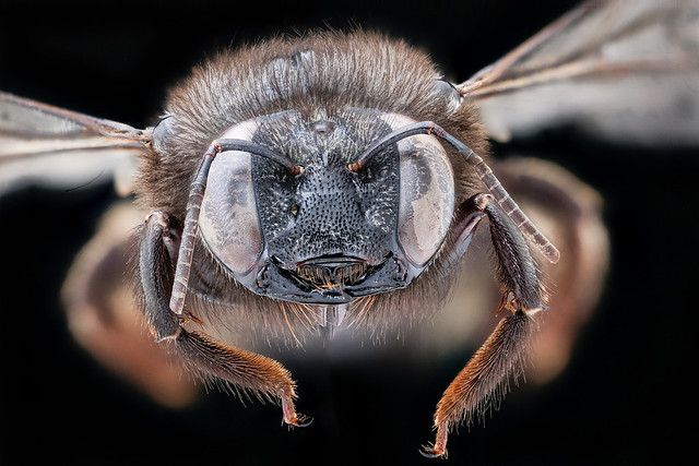 Xylocopa tabaniformis, f, face, Orange Co. FL_2020-02-17-13.00.44 ZS PMax UDR