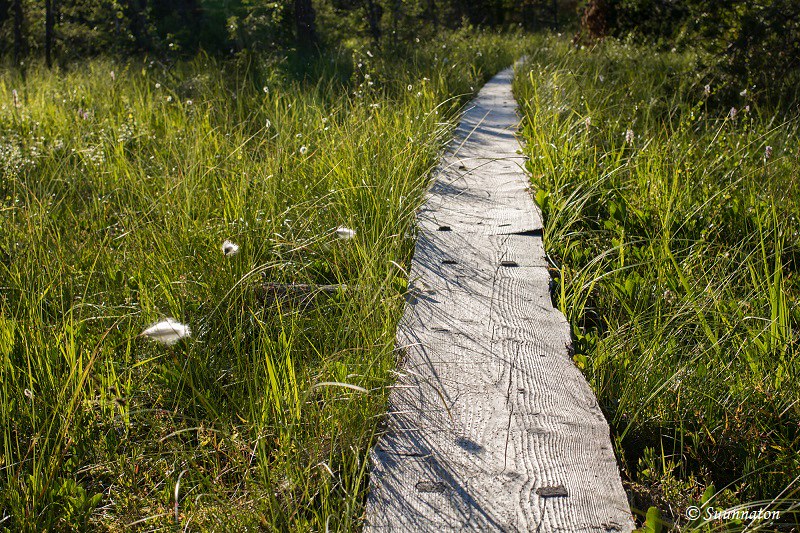 Ryläyksen kierros, Kolin kansallispuisto