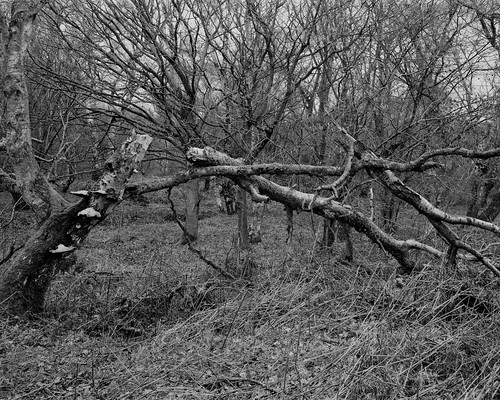 tree trees decay blackandwhite monochrome largeformat walkertitansf ancientwoodland ilforddelta100 ruralnortheast 4x5 landscape