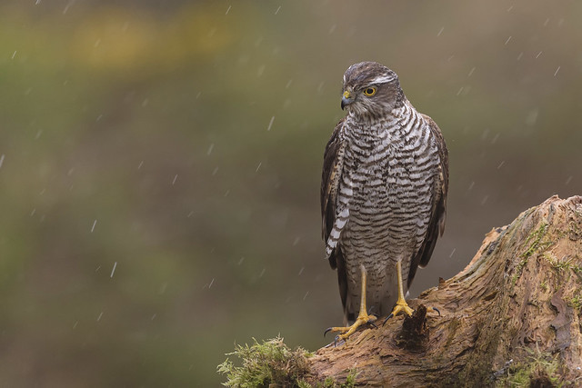 Female Sparrowhawk in the rain!
