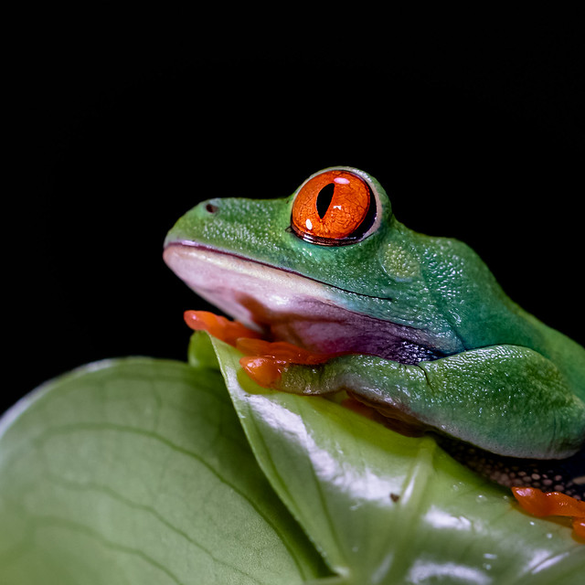 Red Eyed Green Tree frog